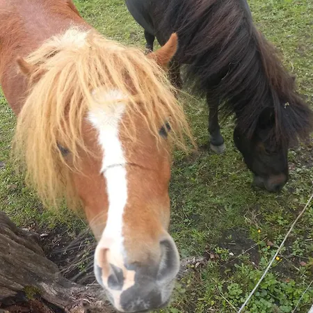 Riedhof-zuahaus 아파트