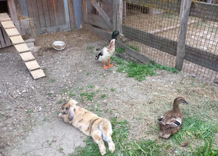 Riedhof-zuahaus アパート