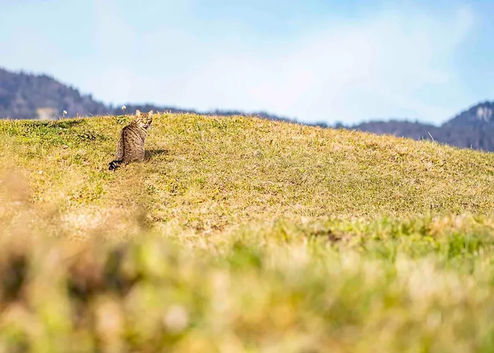 アパート Riedhof-zuahaus *