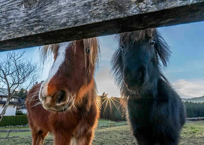 Riedhof-zuahaus Breitenbach am Inn