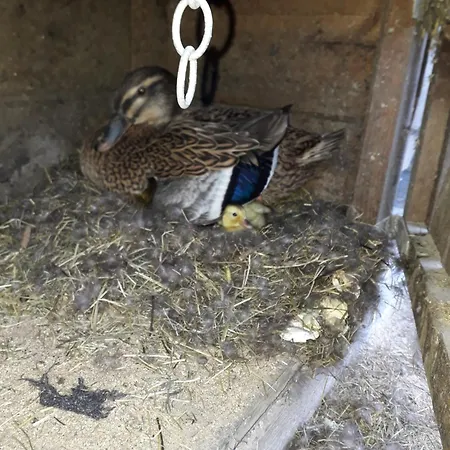 شقة Riedhof-zuahaus Breitenbach am Inn
